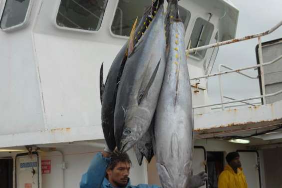 Le thon sort en boîte