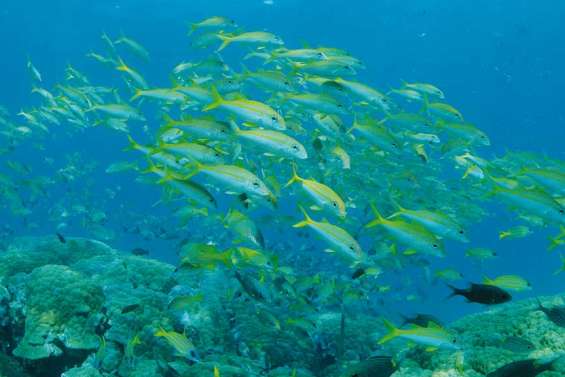 Les poissons récifaux menacés d'extinction