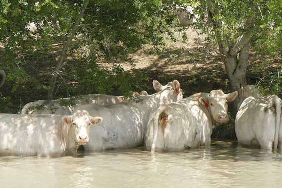 De nouvelles armes contre la tique du bétail