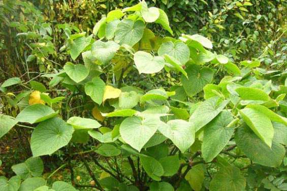 Un shell de kava contre le cancer ?