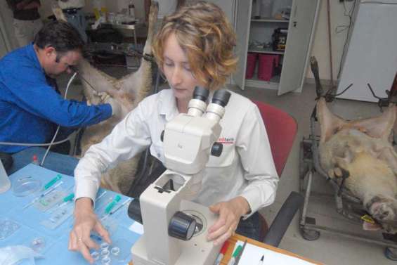 Transplantation d'embryons sur des brebis