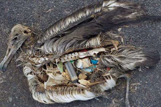 Victimes des déchets