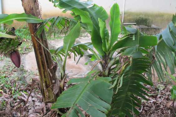 Le bunchy top débarque à Lifou