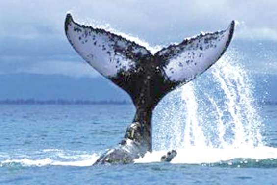 Choeur de baleines