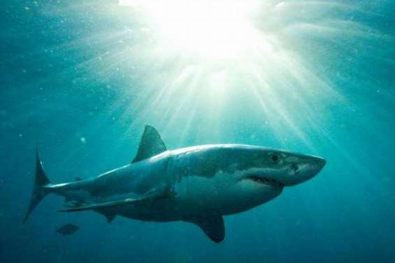 Les grands requins blancs sont là toute l'année
