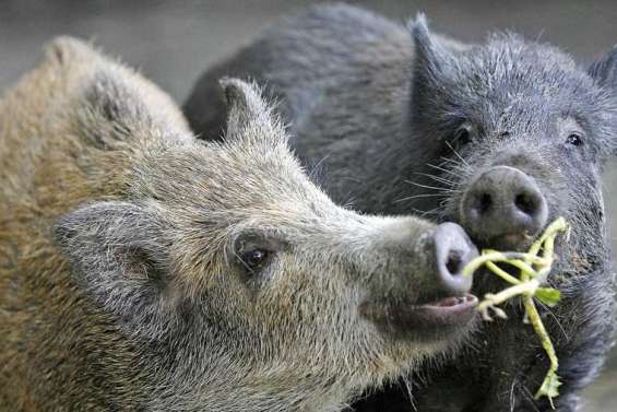 La traque aux cochons sauvages