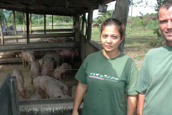 Massacre de cochons à Voh