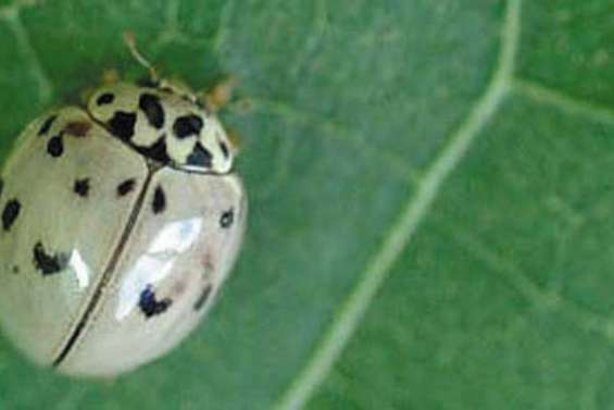 Une lutte bio pas si bête