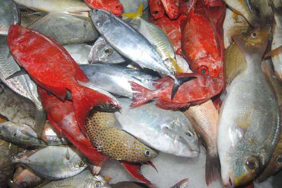 Du mercure dans les poissons ?