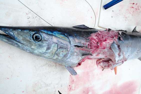 Déchiqueté par un grand blanc