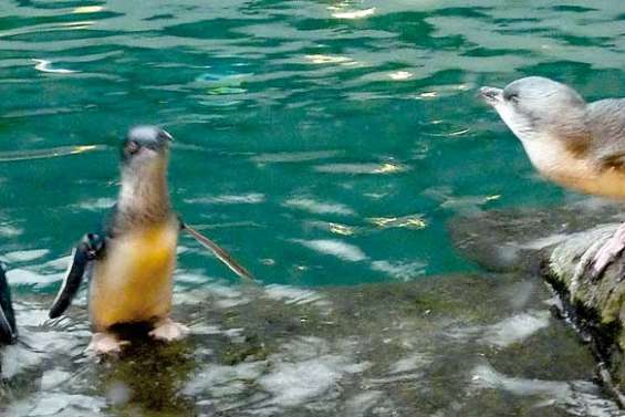 Sale temps pour les manchots