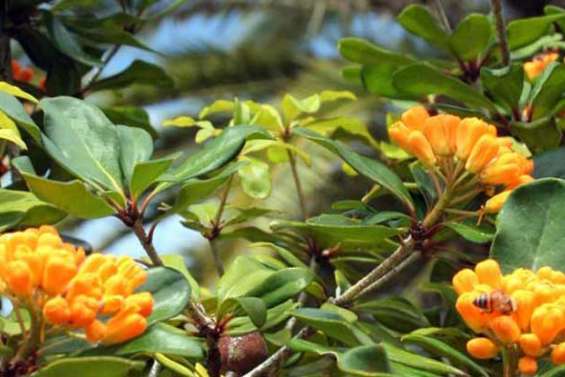 Soins intensifs pour plantes rares