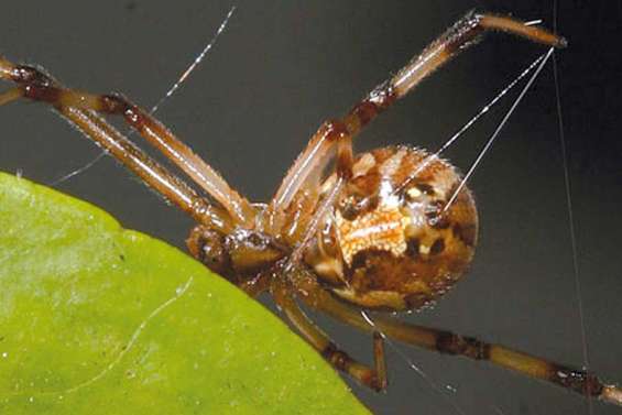 Clandestine à Tontouta