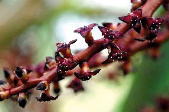 Le palmier rare de Prony vient de fleurir à Nancy
