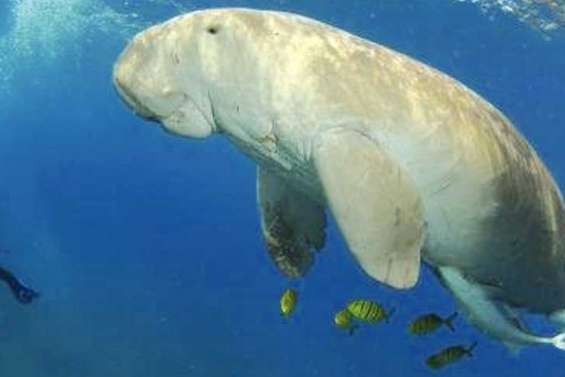 Le grand bleu à l'écran