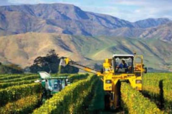 Le vin blanc retrouve des couleurs