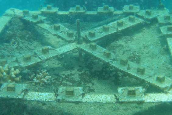 Le corail se fait grignoter