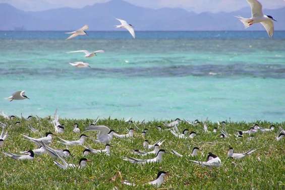 Laisser les sternes en paix