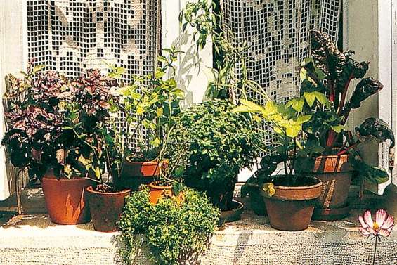 Des fines herbes au balcon