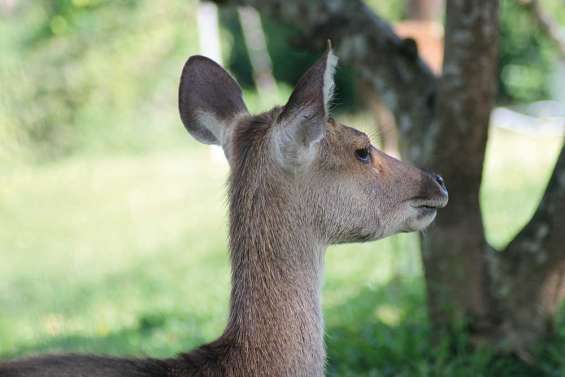 La traque du cerf rusa