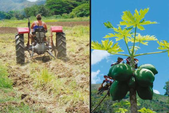 Une Calédonie sans OGM ?