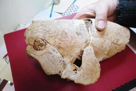 Des abdominaux de poissons