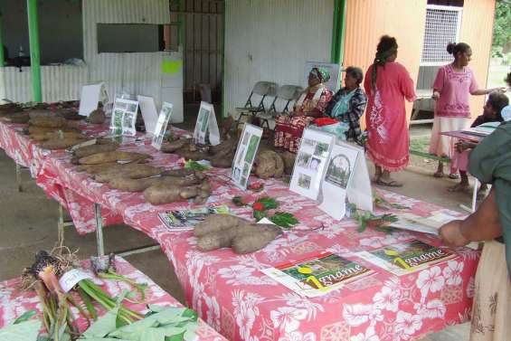 L'igname mise à plat