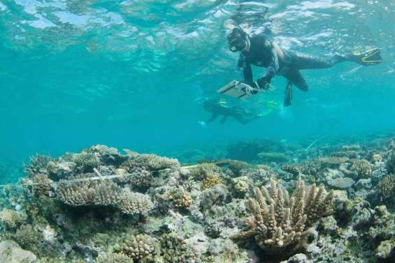 Les récifs ont la patate