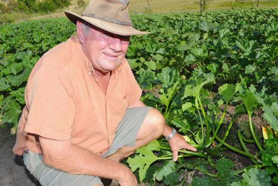 Courgettes à l'export