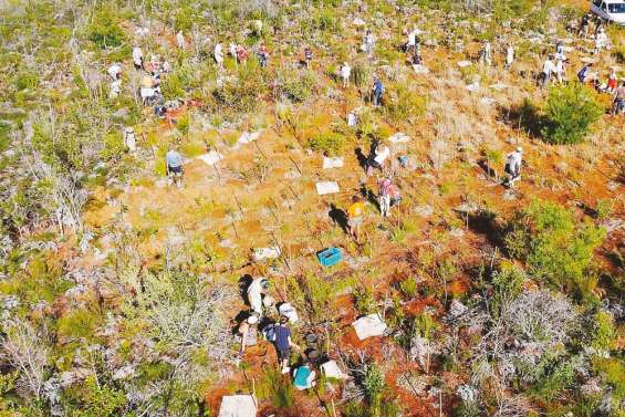 1 000 arbres de plus