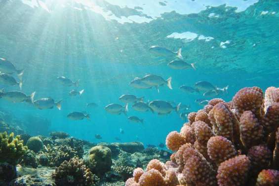 Clichés sous la mer