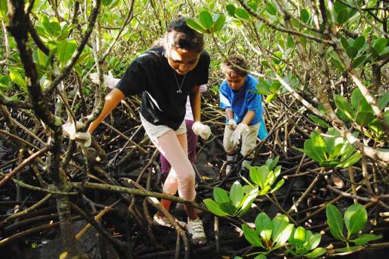 Les nettoyeurs de la mangrove