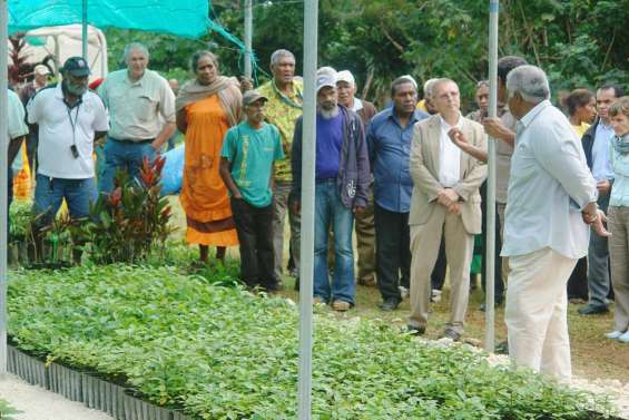 Entre santal et avocat