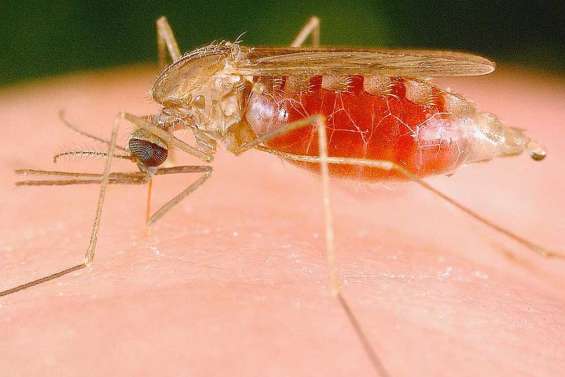 Sur la piste d'un vaccin