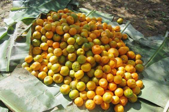 Les mandarines récoltées en urgence