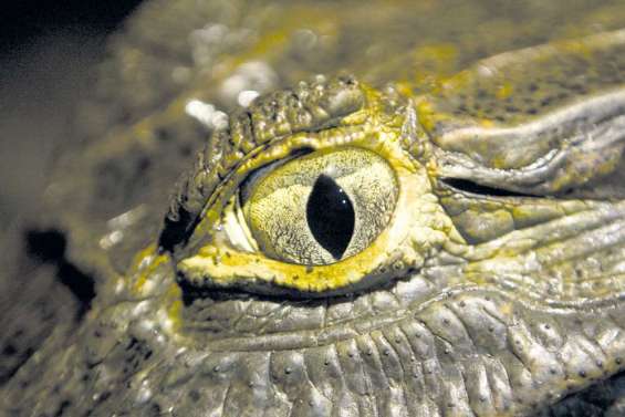 Un homme tué par un crocodile