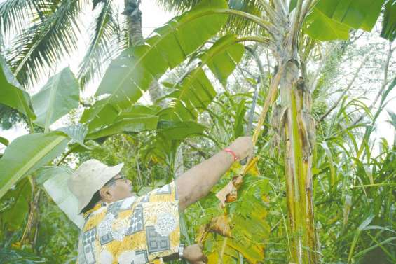 Un bananier guérisseur ?