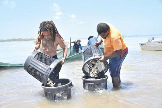 La dynamique des holothuries