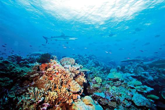 Le récif corallien de Bourail et de la zone côtière Ouest est en bonne santé
