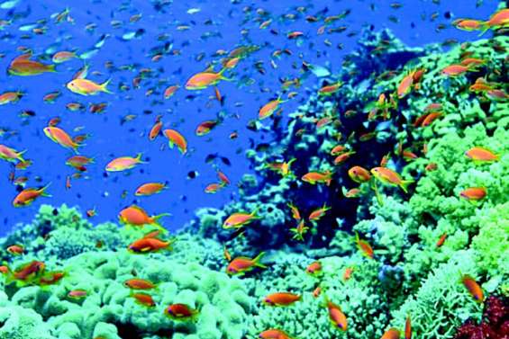 Un grave désastre écologique méconnu