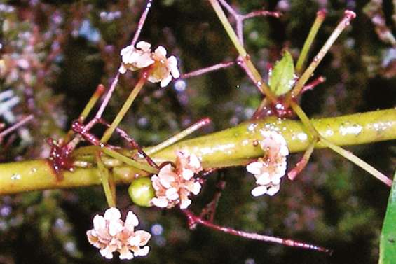 Des chercheurs locaux dans la revue Nature