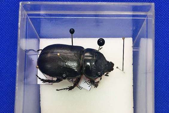 Campagne d’éradication lancée contre le rhinocéros de cocotier