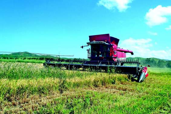 La Calédonie relance  la filière de riz local