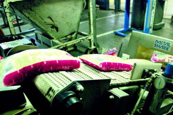 Riz de Saint-Vincent : vers une nouvelle baisse forcée du prix du Jasmin