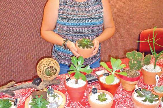 Des succulentes et des pinces de crabe très demandées