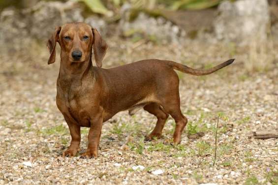 Le teckel n’aimait pas les promeneurs