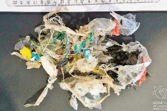 Dans l’estomac d’une tortue, des dizaines de bouts de plastiques