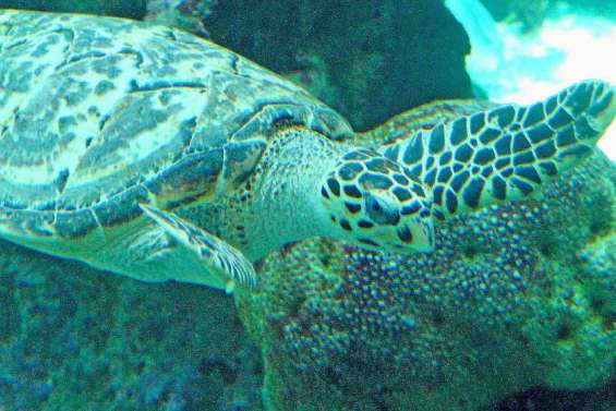 835 000 francs pour une tortue verte