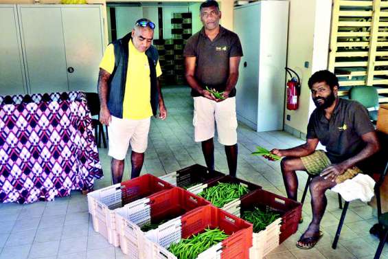 La collecte des gousses de vanille est en cours chez les producteurs des Loyauté