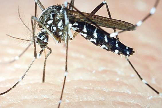 Un élevage industriel de moustiques anti-dengue